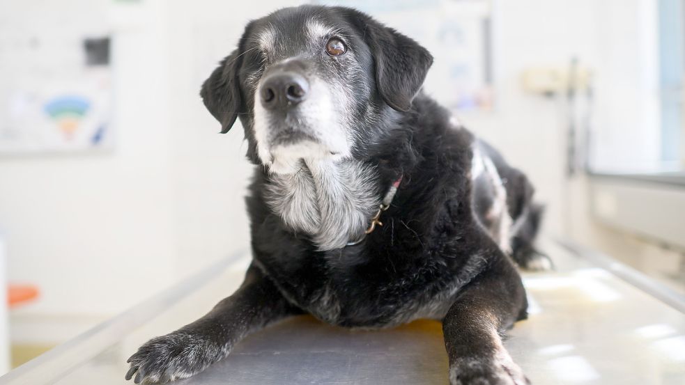 Wer mehr als einen Hund oder einen sogenannten Listenhund hat, zahlt in der Krummhörn bald wohl mehr Steuern als Hundebesitzer in Emden oder Hinte. Symbolfoto: DPA