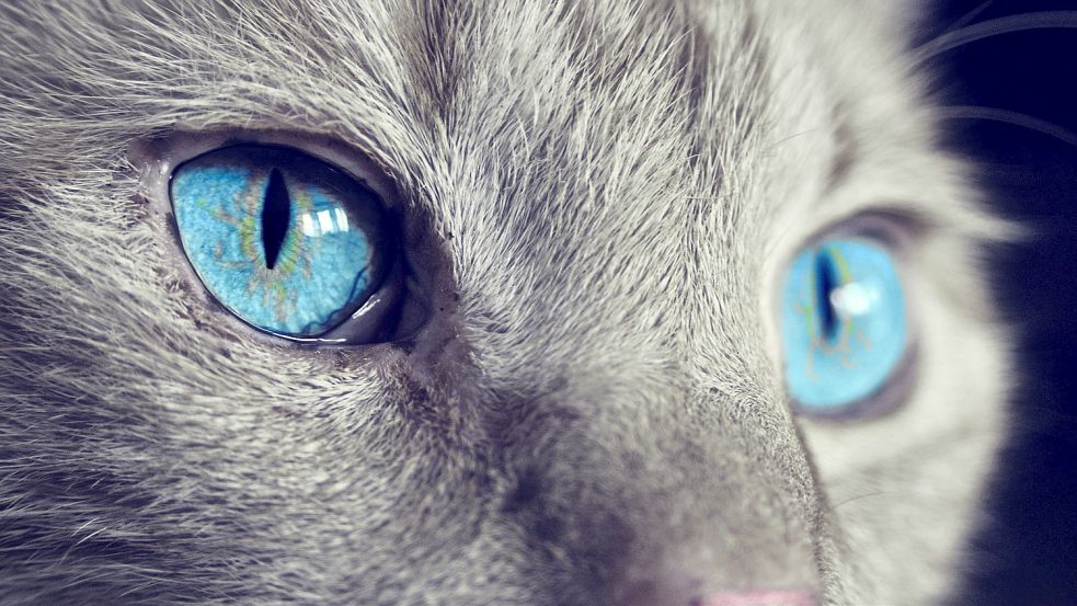 Katzen sind nicht so domestiziert wie Hunde. Das führt dazu, dass es heute ganz unterschiedliche Regeln für diese beiden Tierarten gibt. Symbolfoto: Pixabay
