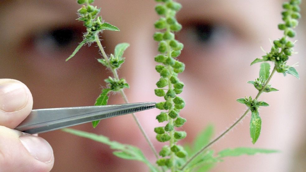 Gefährlich oder nicht? Die Beifußblättrige Ambrosie kann für Allergiker gefährlich werden. Foto: Patrick Pleul/dpa