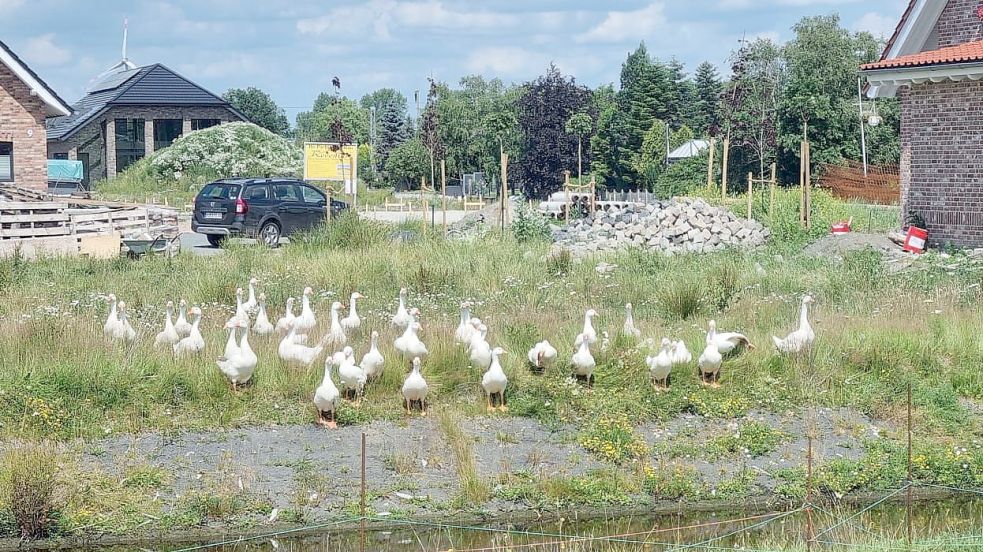 Eine große Gänse-Gruppe marschiert durch das Baugebiet Zum Bind in Petkum: Foto: Archiv/Privat