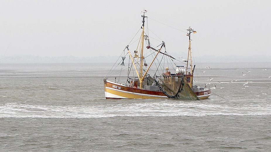 Ein Krabbenkutter im Wattenmeer. Foto: Oltmanns