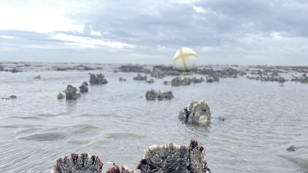 Die Auswirkungen des ehemaligen Hurrikans Martin seien auch auf Amrum, Föhr und Sylt zu spüren – vor allem am Freitag. Foto: Anna Goldbach