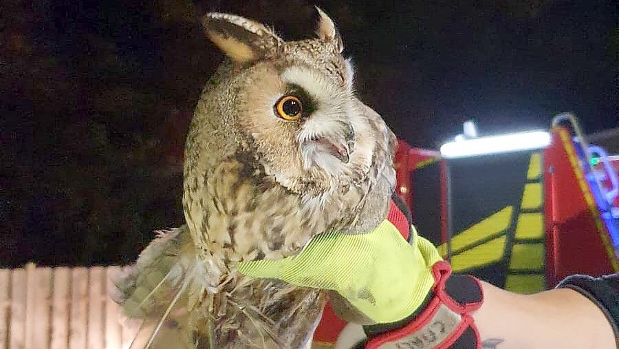 Die verletzte Waldohreule konnte aus einem Baum gerettet werden. Foto: Feuerwehr/B. Mennen