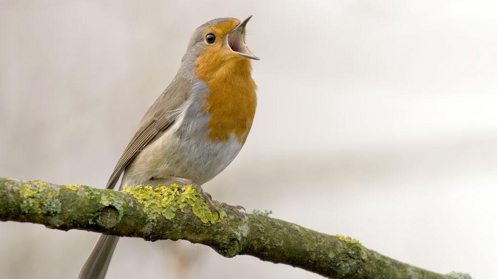 Kein Piepmatz weit und breit? Online gibt es Millionen Videos von Hobby-Ornithologen. Foto: Unsplash/Jan Meeus