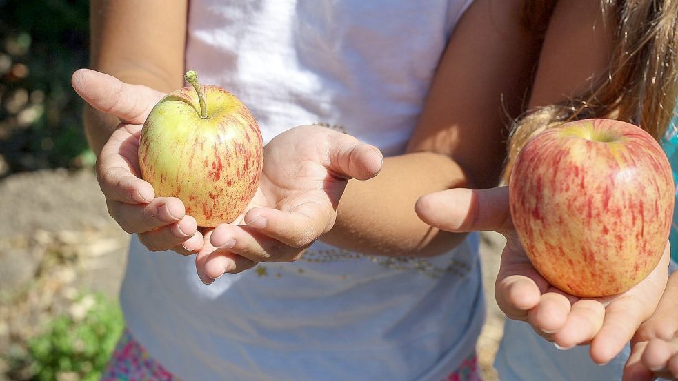 Wer Äpfel übrig hat, muss sie nicht entsorgen. Symbolfoto: Pixabay