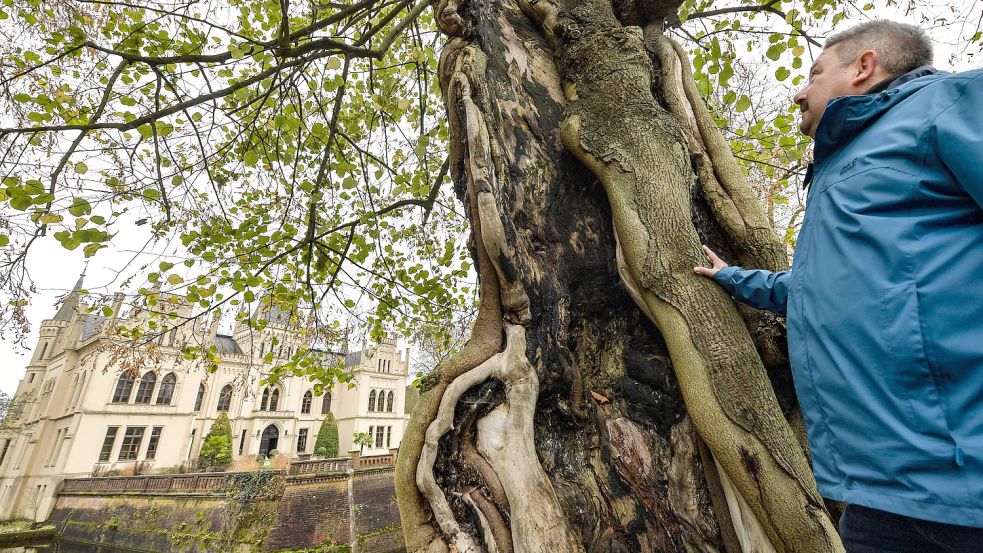 Der alte Baumbestand im Park der Evenburg steht unter stetiger Kontrolle. Für Touristen, wie Michael Staginski aus Düsseldorf, sind diese Bäume ein Blickfang. Foto: Ortgies