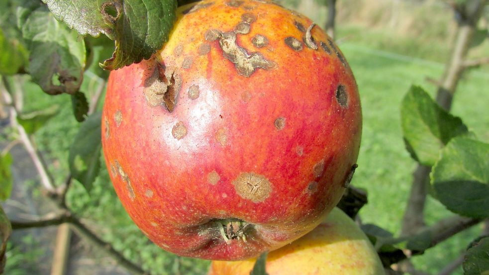 Sehen so bald alle Äpfel aus, wenn in Schutzgebieten keine Pestizide mehr verwendet werden dürfen? Foto: Pixapay