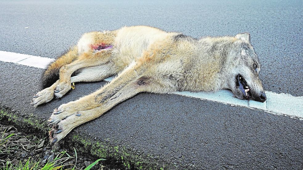Der Wolf wurde beim Unfall getötet. Foto: Mirco Moormann