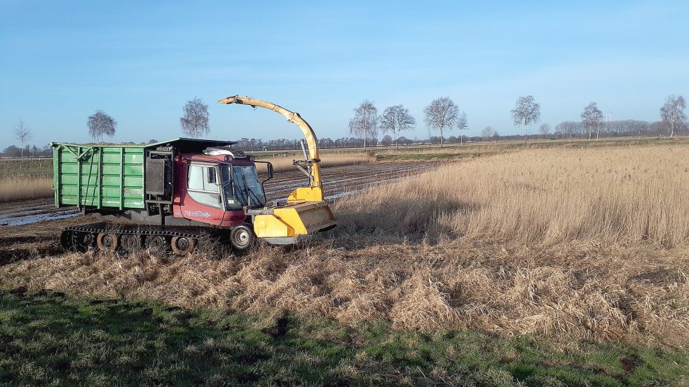 Für die Landwirtschaft auf wiedervernässten Moorböden sind Spezialmaschinen erforderlich. Hier: Ein raupenbasierter Häcksler in einem Schilfbestand. Foto: 3N Kompetenzzentrum