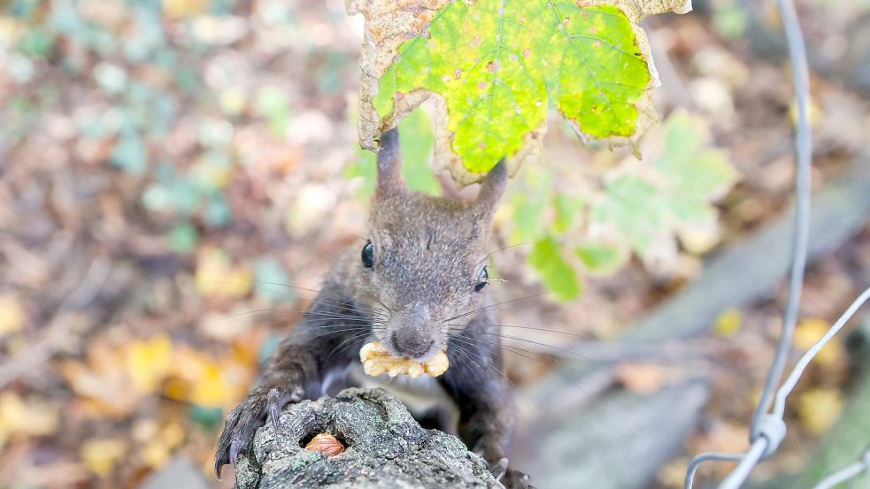 Jetzt ist die Zeit des Nüsse-Sammelns für Tiere wie Eichhörnchen. Wir Menschen essen mittlerweile das ganze Jahr über die nährstoffreichen Schalenfrüchte. Foto: Hock