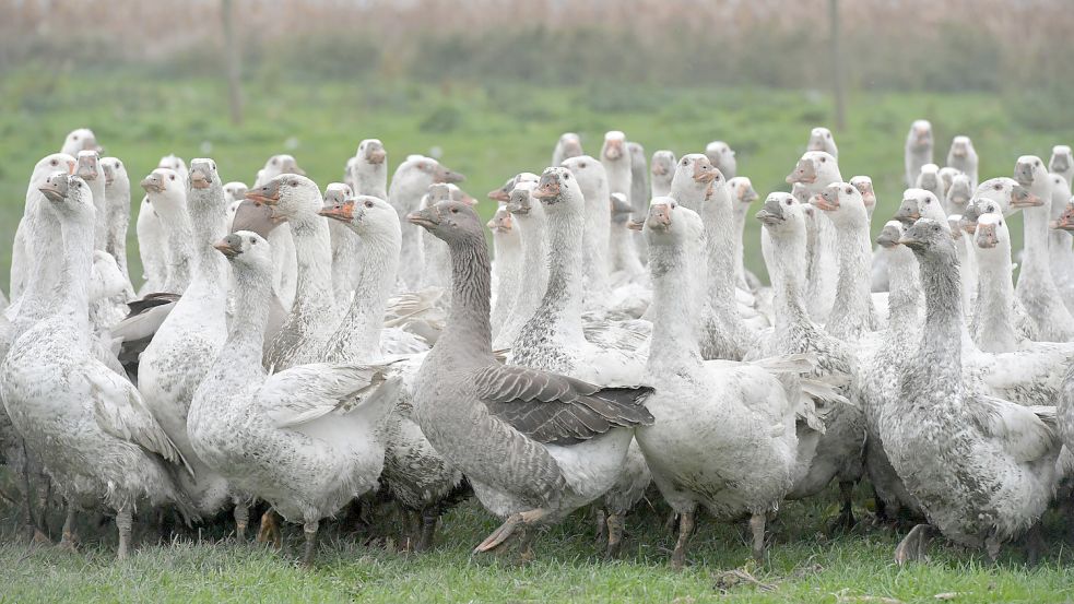 Bei den Gänsen herrscht Gruppenzwang. Sie schnattern in der Herde. Foto:Ortgies