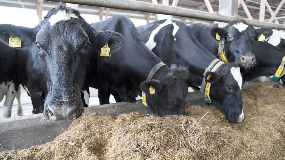 Die Milchkühe von Dirk Schimmelpfeng in Aurich-Middels bekommen keinen Sojaschrot ins Futter. Ihr CO2-Fußabdruck ist kleiner als der Durchschnitt. Foto: Ellinger