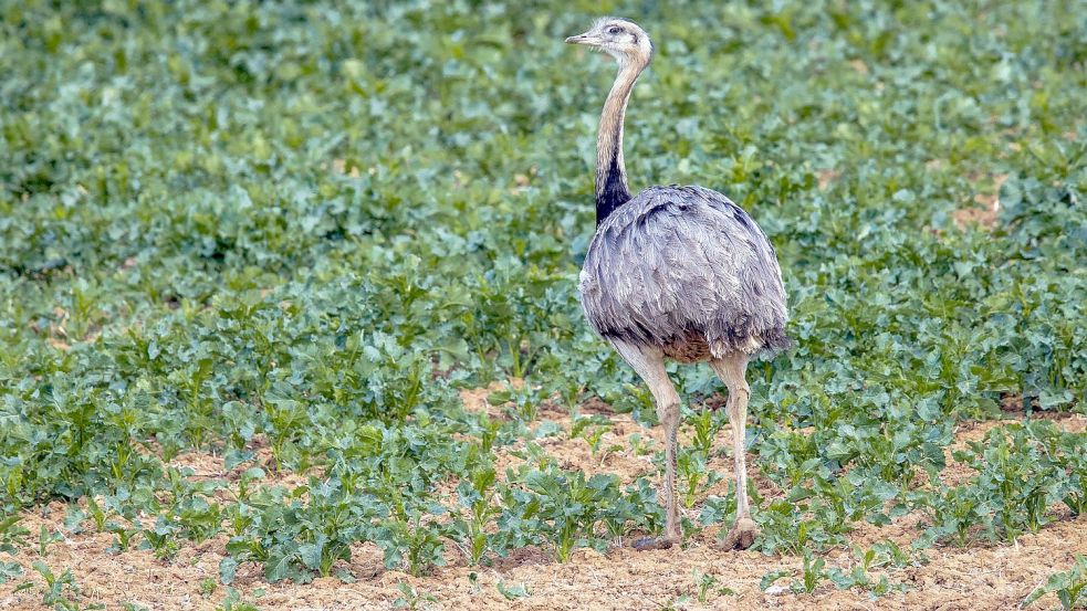 Bei der Zählung von Europas einziger wilder Nandu-Population Ende Oktober entdeckten die Helfer 144 der flugunfähigen Großvögel. Foto: Jens B tner/dpa-Zentralbild/dpa