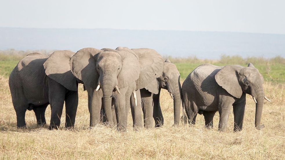 Elefanten stehen im Ruaha-Nationalpark in Tansania. Der Handel mit gefährdeten Wildarten bedroht oft ihr Überleben. Foto: Kristin Palitza/dpa