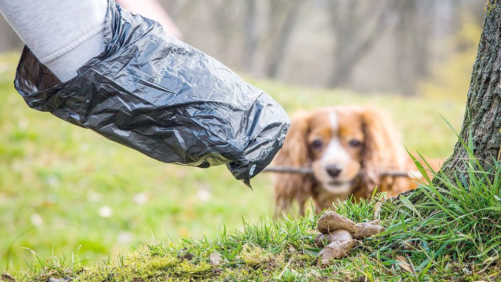In der Gemeinde Hinte müssen Hundehalter ihre eigenen Beutel mitnehmen. Dort wird im Vergleich zu Emden und der Krummhörn allerdings auch am wenigsten Hundesteuer eingenommen. DPA-Symbolfoto: Schmidt