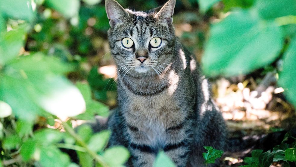 In den vergangenen 14 Tagen konnten Verbände und Tierheime Streunerkatzen kostenlos kastrieren lassen. Foto: Stratenschulte/dpa