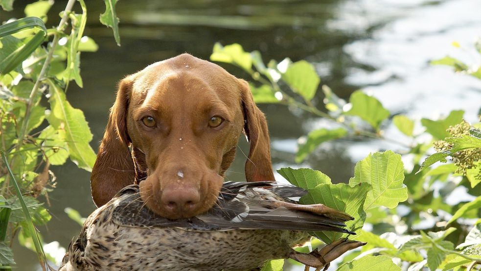 Weil Jagdhunde nicht nur die Beute der Jäger aufspüren, sondern unter anderem auch angefahrene Wildtiere, senkt die Gemeinde Großefehn die Steuer für sie. Foto: Pixabay.com