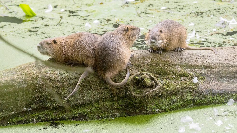 Die ursprünglich in Südamerika heimischen Nutrias breiten sich immer mehr in Deutschland aus. Hier zu sehen in der Region Hannover. Foto: dpa/Julian Stratenschulte