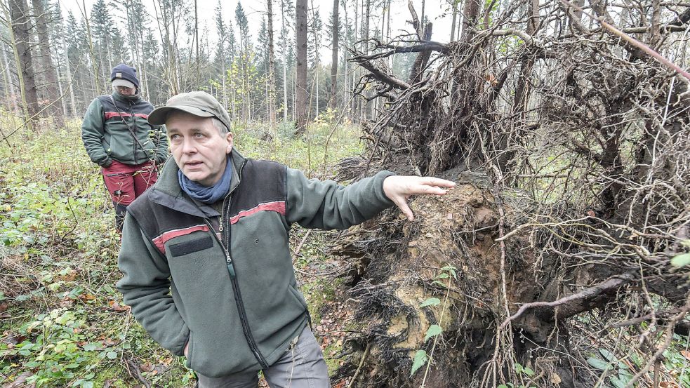 Erst im Februar hat der Sturm „Zeynep“ daran erinnert, warum 1972 nach „Quimburga“ der Wandel im Waldbau so wichtig war. Revierförster Gerd Dählmann mit Forstanwärterin Hannah Pracht. Foto: Ortgies