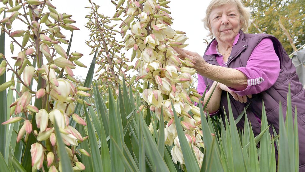 Renate Bagensky zeigt ihre blühende Agave. Foto: Ortgies