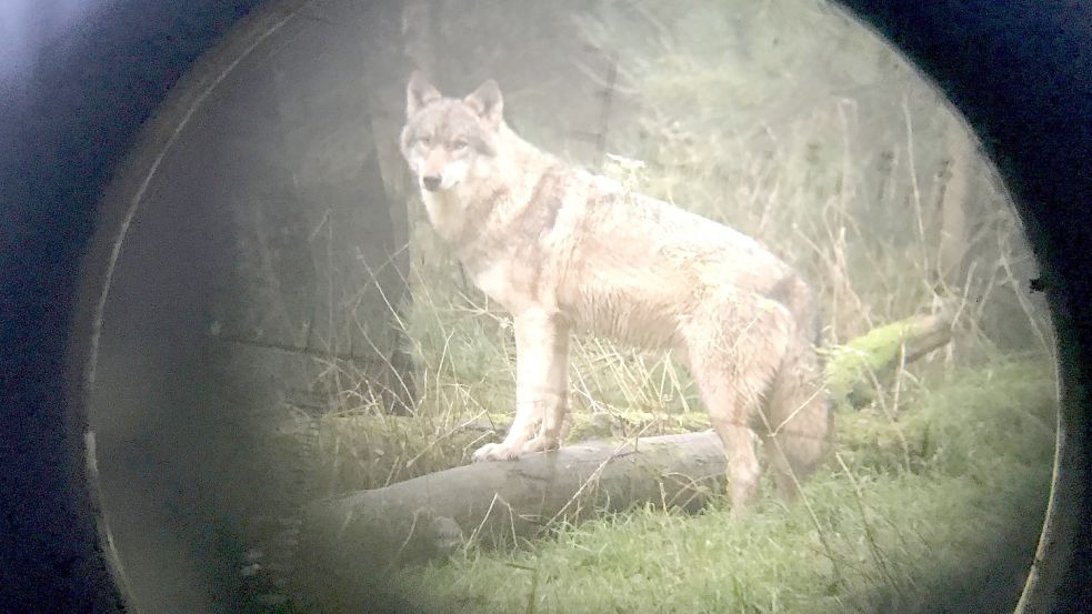 Ein Wolf steht im Wildpark Eekholt, fotografiert durch ein Zielfernrohr. Foto: Rehder/dpa