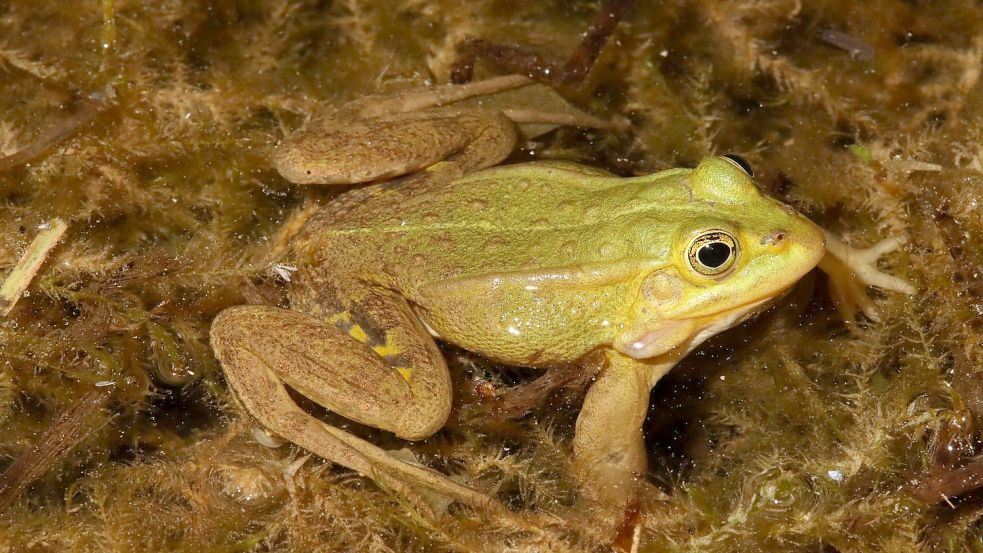 Der Kleine Wasserfrosch ist von der Deutschen Gesellschaft für Herpetologie und Terrarienkunde (DGHT) zum „Lurch des Jahres“ ernannt worden. Foto: Axel Kwet/DGHT/dpa
