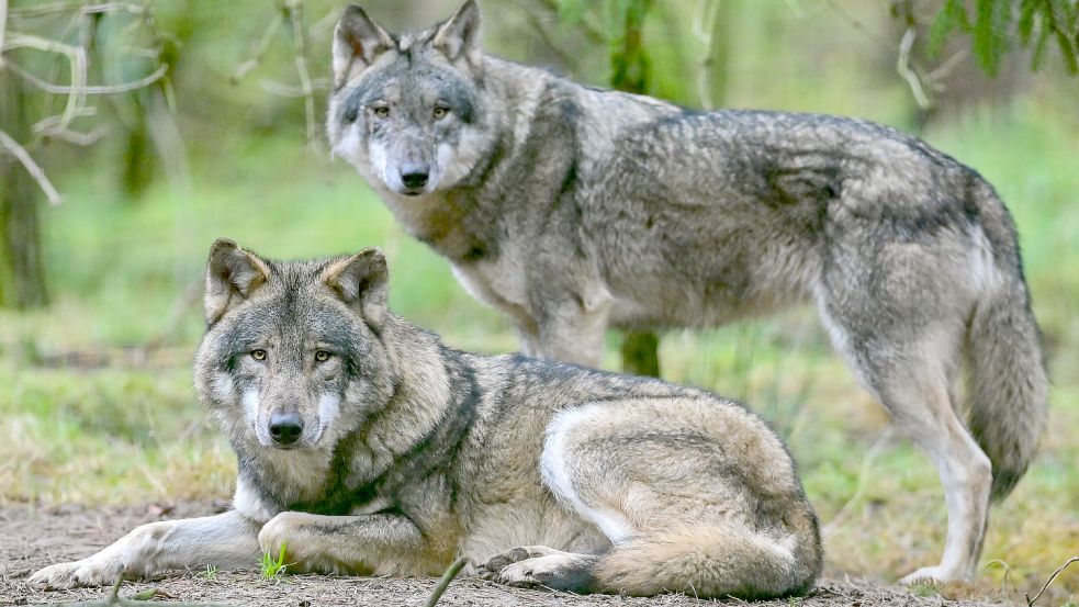 Der Wolf breitet sich seit seiner Rückkehr nach Deutschland 1998 immer weiter aus. Auch in Niedersachsen. Das bringt Probleme mit sich. Foto: Patrick Pleul/dpa-Zentralbild