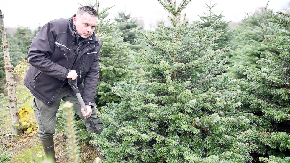 Frank Bokelmann züchtet seit 1996 Weihnachtsbäume. Fotos: Stromann