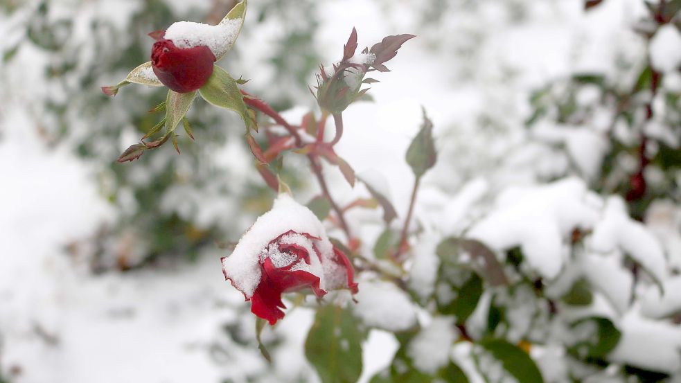 Bevor der Winter aus den Rosen Eisblumen macht, gibt man ihnen lieber etwas Schutz. Foto: pixabay