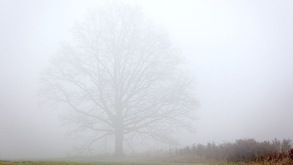 Ein kahler Baum steht am Morgen bei nebligem Wetter im Park. Foto: Moritz Frankenberg/dpa