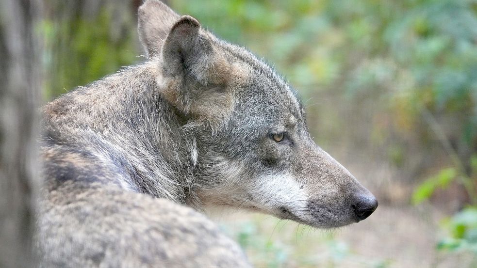Der Wolf ist zurück in Deutschland. Das bringt zahlreiche Herausforderungen mit sich. Die Frage, wie Nutztiere vor ihm geschützt werden können, ist bisher größtenteils offen und sorgt vor allem bei Haltern für Unmut. Archivfoto: Soeren Stache/dpa