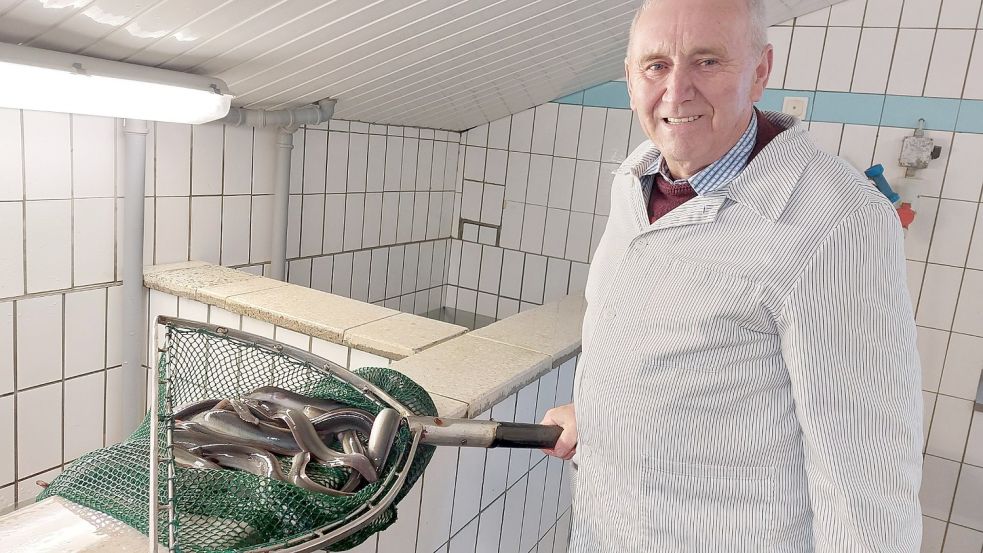 Theodor Janssen zeigt ein paar der etwa zwei Jahre alten Aale, die lebend angeliefert werden. Fotos: Hanssen