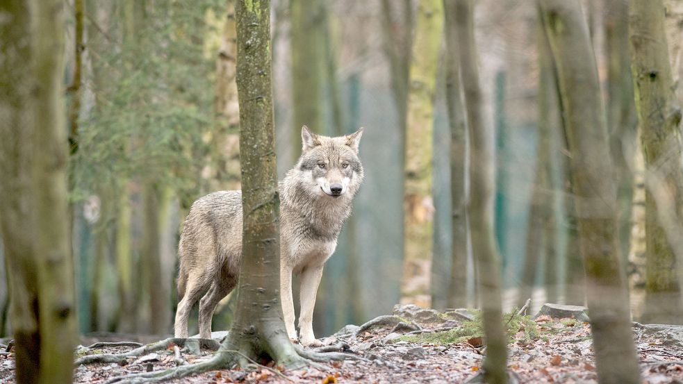 Ein Wolf steht im Tierpark Hexentanzplatz in Sachsen-Anhalt in seinem Gehege. Auch in Ostfriesland sind einige Tiere zuletzt aktiv gewesen. Foto: Gabbert/DPA