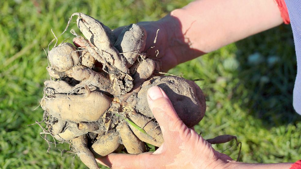 Spart bares Geld: Die Knollen von Dahlien ausgraben und trocken überwintern. Foto: aquatarku/stock.adobe.com