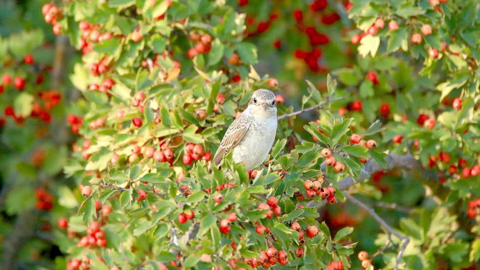 Ein Weißdorn ist als Heckenpflanze gut geeignet und bietet Vögeln Schutz und Nahrung. Foto: Simun Ascic /stock.adobe.com