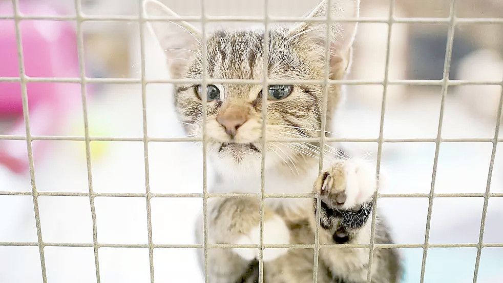 Eine Katze im Tierheim. Meist landen die Vierbeiner aber nicht hier, sondern auf der Straße. Symbolfoto: Uwe Anspach/DPA