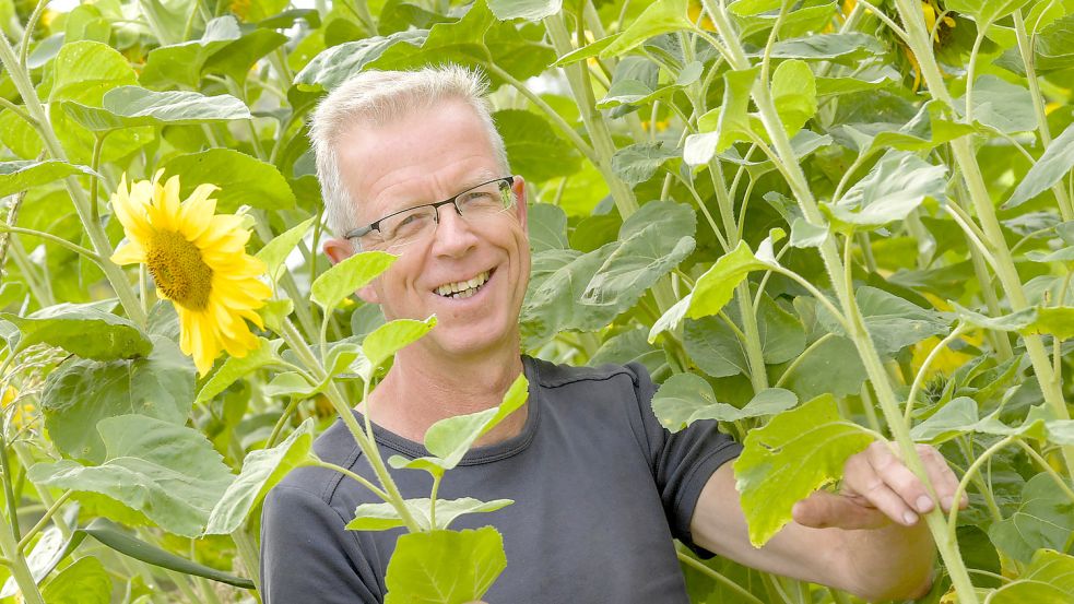Hohe Sonnenblumen leuchten im Garten von Rudolf Bleeker. An Weihnachten geht es auch ums Grün. Foto: Ortgies/Archiv