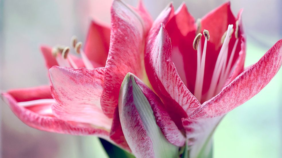 So schön soll die Blüte bleiben – selbst wenn es auf dem Heimweg kalt ist. Foto: Pixabay