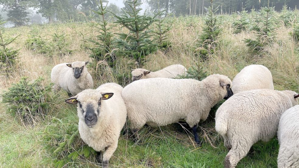 Bei Habbe Meinen kümmern sich Shropshire-Schafe um die Unkrautbekämpfung zwischen den Tannen. Foto: Archiv/Bär