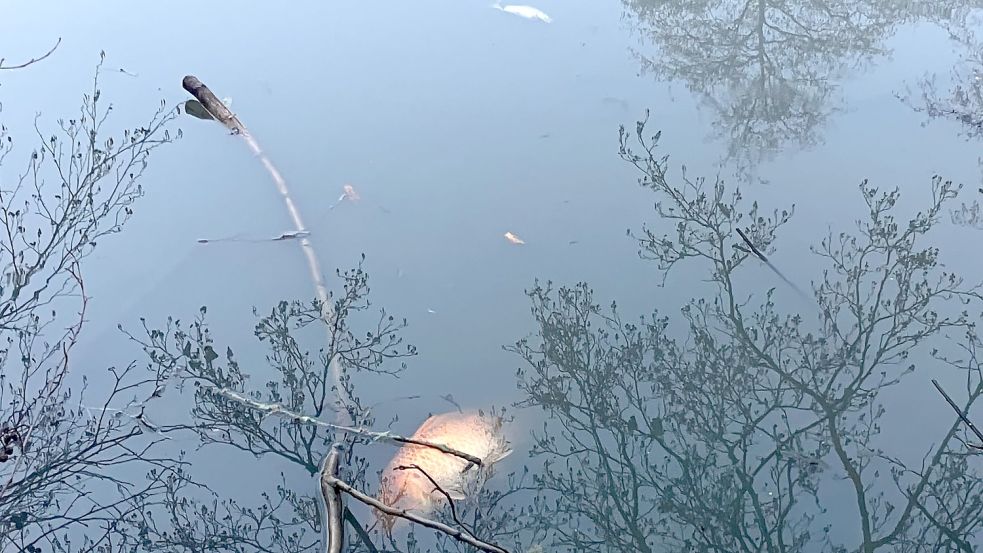 Die Kadaver der Fische trieben an der Oberfläche des Gewässers. Foto: Kierstein