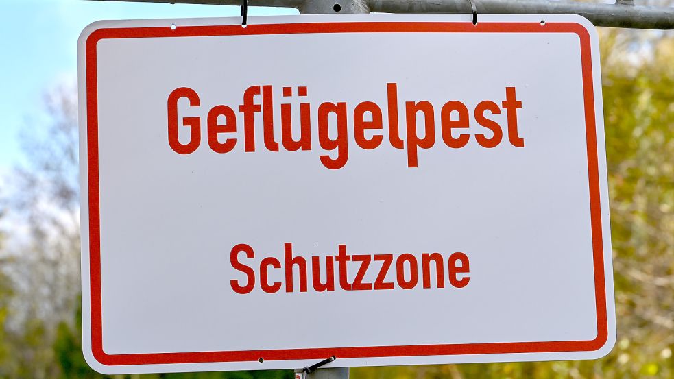 In der Gemeinde Garrel ist in einem weiteren Putenmastbetrieb der Ausbruch von Geflügelpest nachgewiesen worden. Der Landkreis Cloppenburg hat eine Schutzzone (ehemals Sperrbezirk) festgelegt. Sie umfasst das Gebiet um den Seuchenbestand mit einem Radius von drei Kilometern. Die Schutzzone betrifft ausschließlich Gebiete im Bereich der Gemeinde Garrel. Symbolfoto: Pleul / DPA