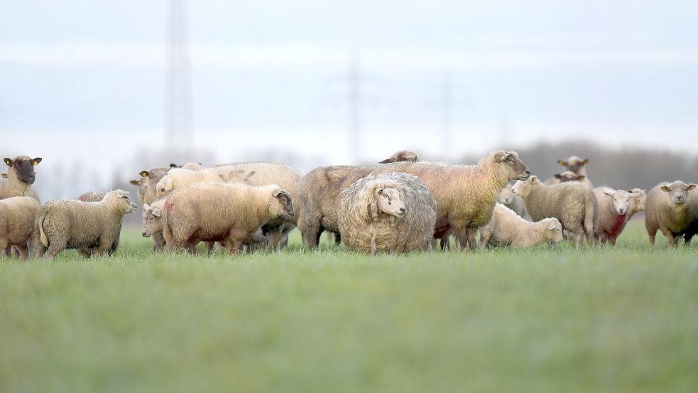Dicht an dicht standen die Schafe in Grimersum am Morgen nach dem mutmaßlichen Wolfsangriff. Foto: Ortgies