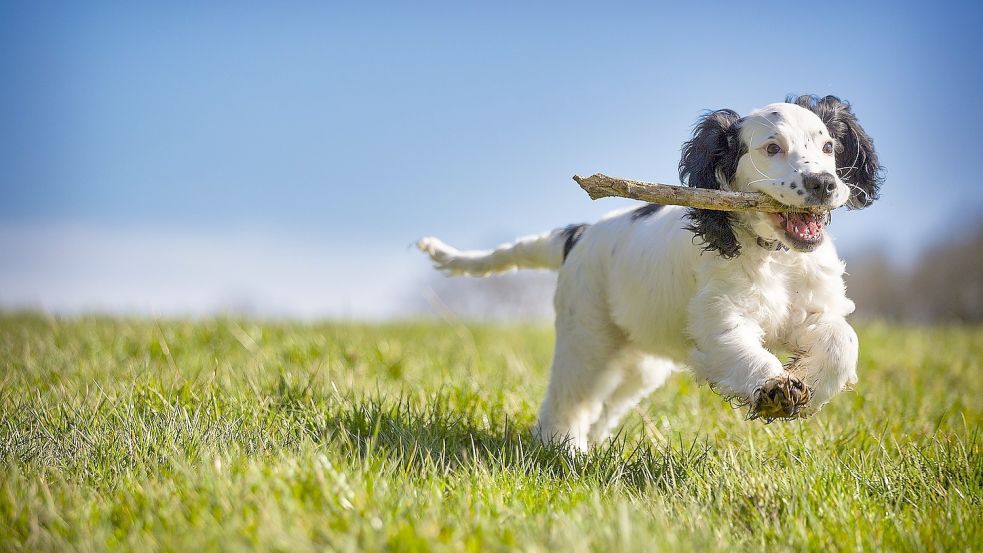Hundespielplätze gibt es schon an mehreren Orten in Ostfriesland. Bald soll in Greetsiel ein weiterer dazukommen. Symbolfoto: Pixabay