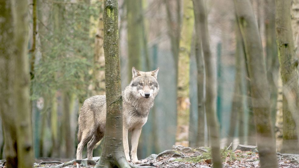 In Ostfriesland gibt es ein nachgewiesenes Wolfsrudel, im Emsland sind zwei nachgewiesen. Symbolfoto: DPA