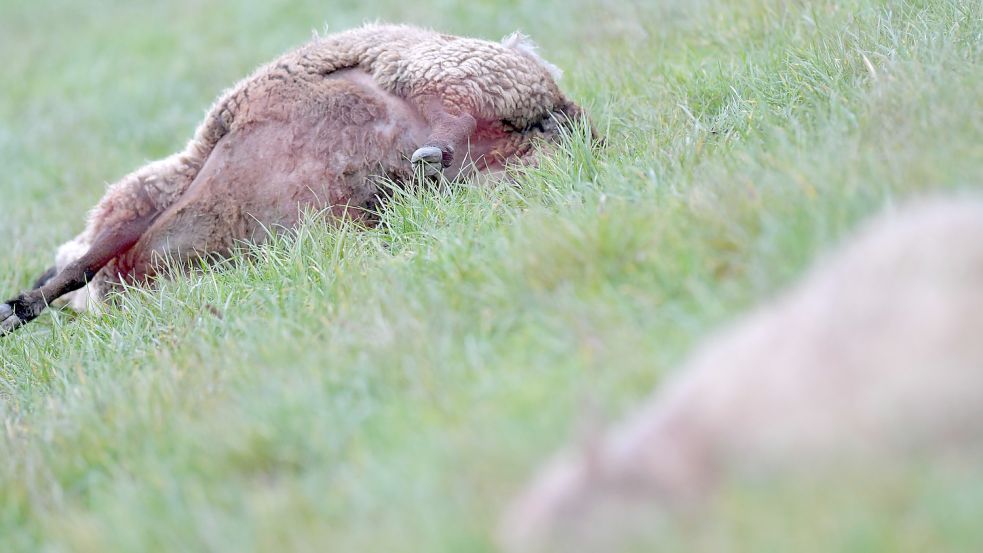 Zwei der toten Schafe, die kurz vor Weihnachten auf einem Feld bei Grimersum in der Krummhörn gefunden wurden. Laut Karte des Umweltministeriums gilt der Riss mittlerweile als bestätigter Wolfsriss. Foto: Ortgies