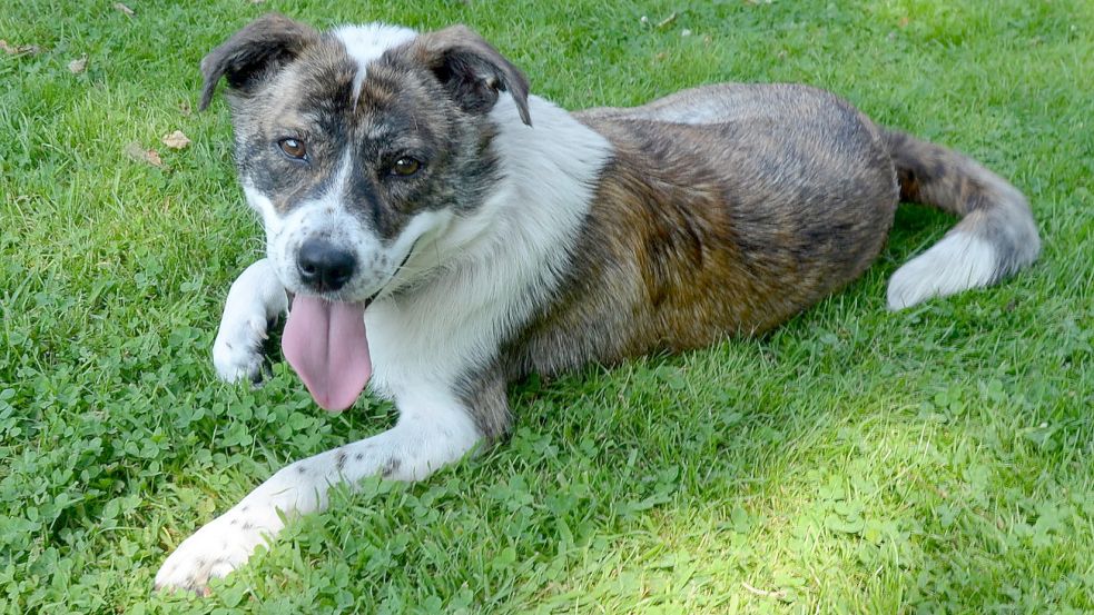 Auch für die tapfere Hundemutter Eule gibt es Bewerbungen. Sie hat Aussicht auf ein tolles, neues Zuhause.