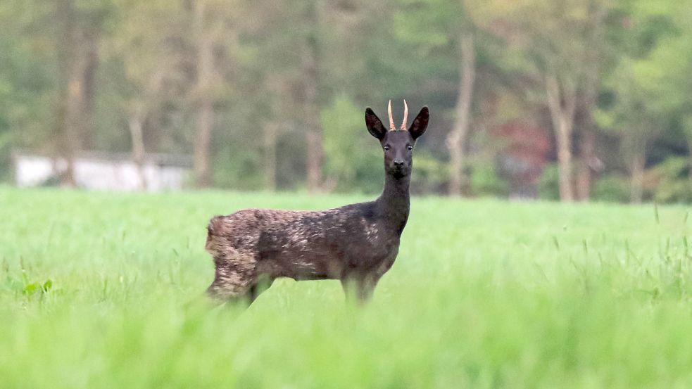 Der junge Bock in seiner ganzen Pracht. Nicht alle schwarzen Rehe sind so oft zu sehen wie er. Foto: Janssen