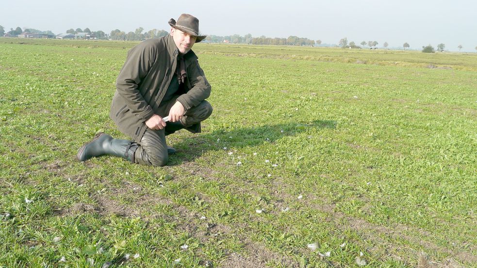 Wo die Wildgänse zugeschlagen haben, wächst das Gras im Frühjahr oft nur spärlich. An manchen Stellen muss sogar nachgesät werden. Landwirt Hero Schule kostet das Zeit und Geld. Archivfoto: Gettkowski