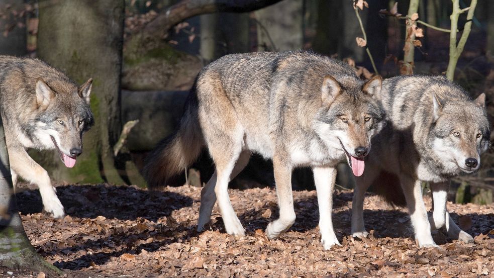 Den Wolf ausrotten will keine der etablierten Parteien in Deutschland. Politische Vertreter aus Ostfriesland finden aber auch, dass die Population hierzulande zu hoch ist und dass etwas getan werden muss. DPA-Symbolfoto: Soeren Stache