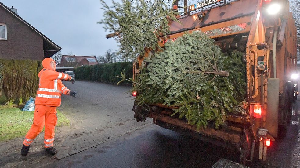 Ab dem 9. Januar fliegen die Weihnachtsbäume wieder in die Abfuhrwagen. Foto: Ortgies/Archiv
